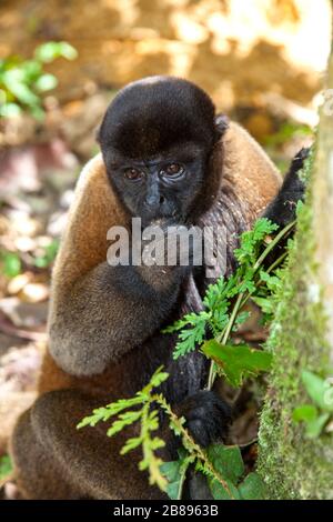 Singe laineux, Fondation Maikuchiga, sanctuaire des singes à Loreto Mocagua dans la forêt tropicale d'Amazone, Leticia Amazon, Colombie. Amérique du Sud. Banque D'Images