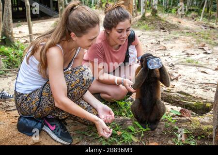 Groupe touristique et singe Maikuchiga Foundation, sanctuaire de singe à Loreto Mocagua dans la forêt tropicale d'Amazone, Leticia Amazone, Colombie. Amérique du Sud. Banque D'Images