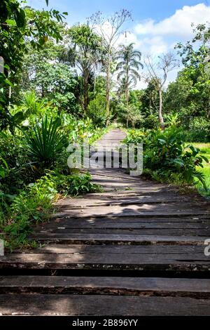 Promenade dans la jungle dans la forêt tropicale d'Amazone, Leticia Amazone, Colombie Amérique du Sud. Banque D'Images