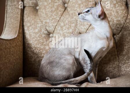 Chat oriental « Willow » Banque D'Images