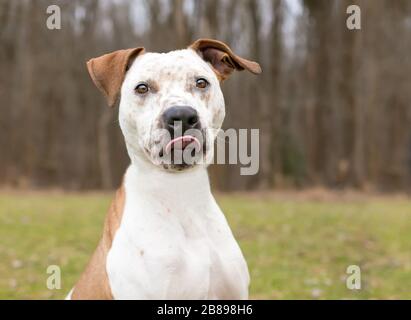 Un chien de chat x Pit Bull Terrier chien de race mixte léchant ses lèvres Banque D'Images