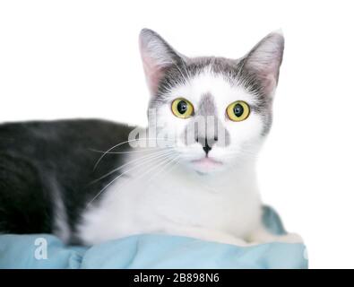 Un chat domestique de shorthair gris et blanc à larges yeux avec des élèves dilatés, allongé sur une couverture Banque D'Images