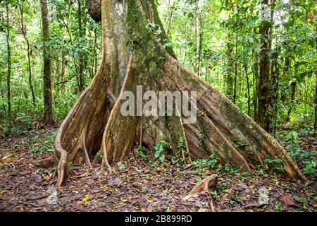 Arbre de l'OJE racines de la forêt tropicale d'Amazone. Pérou, Amérique du Sud. Banque D'Images