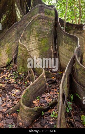 Des racines de contrefort énormes d'un arbre géant d'Oje dans la forêt tropicale d'Amazone. Pérou, Amérique du Sud. Banque D'Images