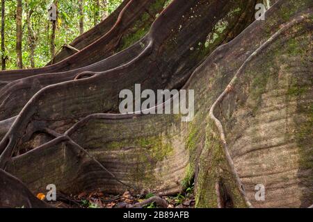 Des racines de contrefort énormes d'un arbre géant d'Oje dans la forêt tropicale d'Amazone. Pérou, Amérique du Sud. Banque D'Images