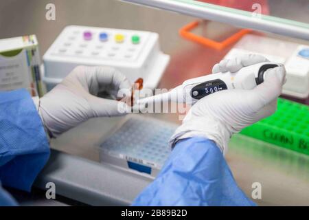 Bleu marine Danet Bishop teste des échantillons respiratoires dans le laboratoire de sécurité biologique du navire d'assaut amphibie USS America pour le coronavirus COVID-19 le 18 mars 2020 dans la mer des Philippines. Banque D'Images