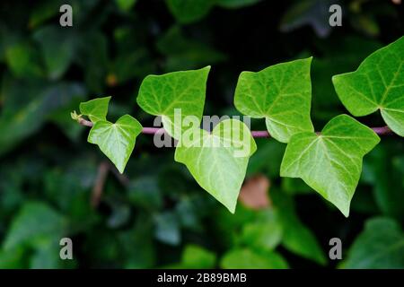 Vigne ivy isolé sur fond floral sombre et doux. Banque D'Images