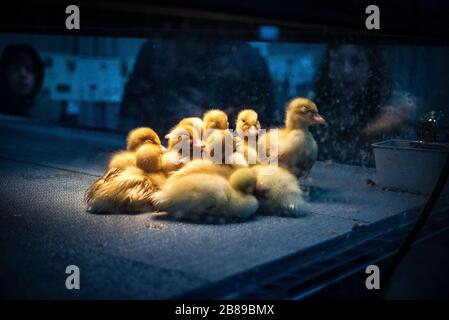 Poussins de bébé récemment hachés. Spectacle PA Farm. Banque D'Images