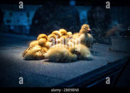 Poussins de bébé récemment hachés. Spectacle PA Farm. Banque D'Images