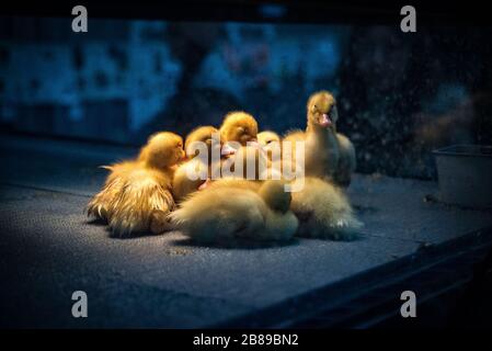 Poussins de bébé récemment hachés. Spectacle PA Farm. Banque D'Images