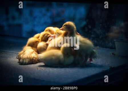 Poussins de bébé récemment hachés. Spectacle PA Farm. Banque D'Images