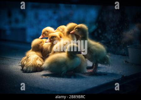 Poussins de bébé récemment hachés. Spectacle PA Farm. Banque D'Images