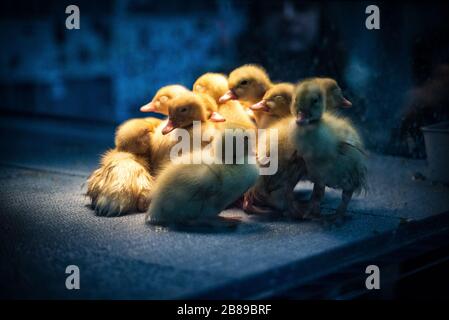 Poussins de bébé récemment hachés. Spectacle PA Farm. Banque D'Images