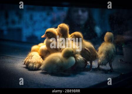 Poussins de bébé récemment hachés. Spectacle PA Farm. Banque D'Images