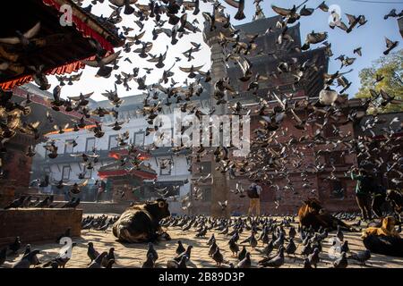 Temples et pigeons de la place Dubar de Katmandou, Népal Banque D'Images