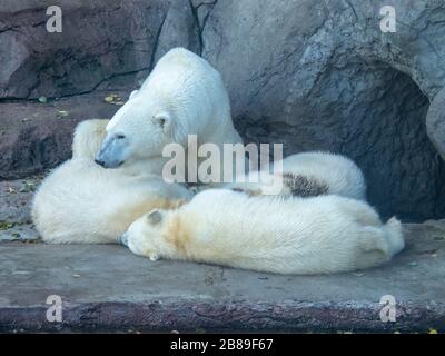 Ours polaires au zoo de Moscou Banque D'Images