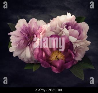 Fleurs vintage. Pivoines sur noir. Fond noir fleuri. Illustration floristique de style baroque ou art déco. En pleine floraison. Banque D'Images