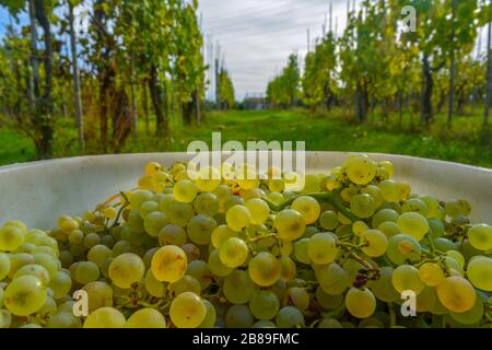 Gros plan de raisins ronds, juteux, verts, dorés et blancs dans un bac blanc pendant la récolte. Dans le contexte paisible des stocks de vignes en Vénétie. Fruits prêts Banque D'Images