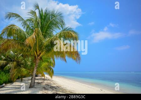 Plage de rêve : océan transparent turquoise, sable blanc pur, ciel bleu clair avec nuages, palmiers glorius, coconuts verts. Un paradis exotique Banque D'Images