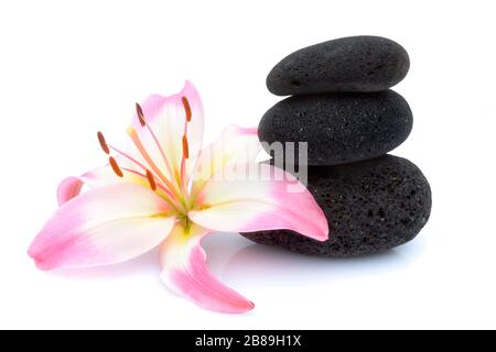 Fleurs d'arrière-plan, belles fleurs roses et mauves, isolé sur fond blanc Banque D'Images