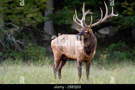 Un wapiti en forme de taureau faisant une pause dans un champ Banque D'Images