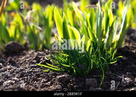 Herbe verte enfilée dans le ressort. Bagues lumineuses dans le sol. Banque D'Images