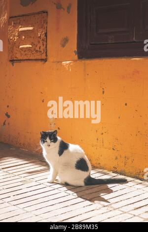 Un chat est assis devant un mur orange dans la médina Banque D'Images