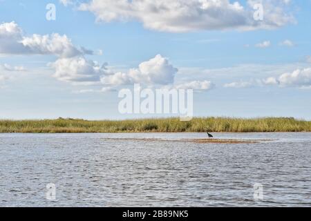 Everglades, Miami, Floride, États-Unis Banque D'Images