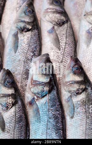 Le bar de la mer, Dicentrarchus labrax, est exposé sur un marché britannique des poissonniers Banque D'Images