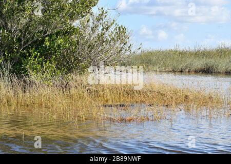 Everglades, Miami, Floride, États-Unis Banque D'Images