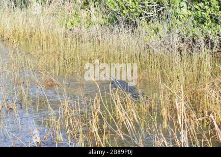 Everglades, Miami, Floride, États-Unis Banque D'Images