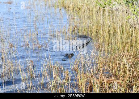 Everglades, Miami, Floride, États-Unis Banque D'Images