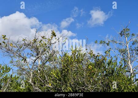 Everglades, Miami, Floride, États-Unis Banque D'Images