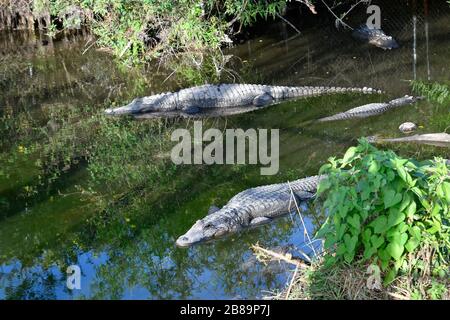 Everglades, Miami, Floride, États-Unis Banque D'Images