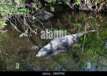 Everglades, Miami, Floride, États-Unis Banque D'Images