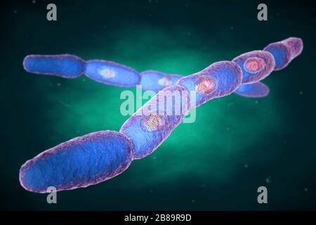 Bactéries anthrax, illustration Banque D'Images