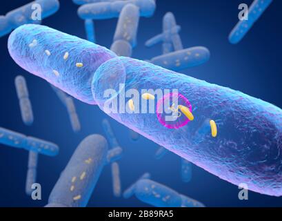 Bactérie Bacillus subtilis, illustration Banque D'Images