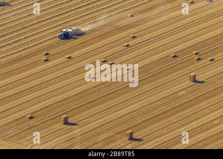 , récolte sur les champs, 16.08.2013, vue aérienne, Allemagne, Rhénanie-du-Nord-Westphalie, Bas-Rhin, Uebach-Palenberg Banque D'Images