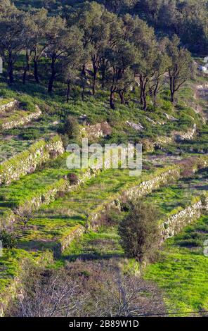 Culture traditionnelle de terrasse avec murs en pierre sèche sur la pente de la Foia, Portugal, Algarve, Serra de Monchique Banque D'Images