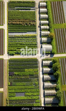 , surfaces de toit en verre en serre pour les rangs de la culture végétale à Heiligenhaus, 26.07.2015, vue aérienne, Allemagne, Rhénanie-du-Nord-Westphalie, Heiligenhaus Banque D'Images