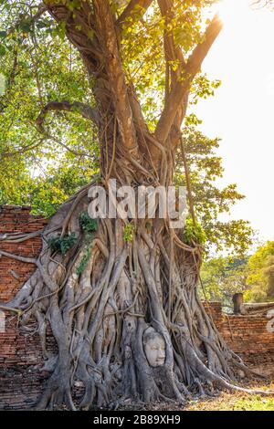 Grand arbre de bodhi avec la tête de Bouddha dans les racines d'arbre au Temple Wat Mahathe Ayutthaya Thaïlande. Est l'endroit le plus populaire pour les touristes étrangers. Banque D'Images