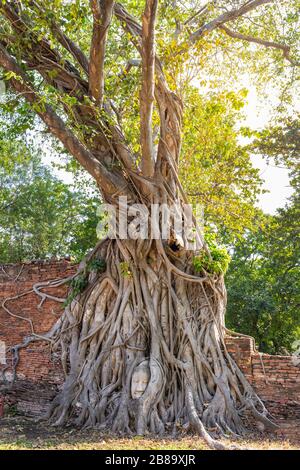 Grand arbre de bodhi avec la tête de Bouddha dans les racines d'arbre au Temple Wat Mahathe Ayutthaya Thaïlande. Est l'endroit le plus populaire pour les touristes étrangers. Banque D'Images