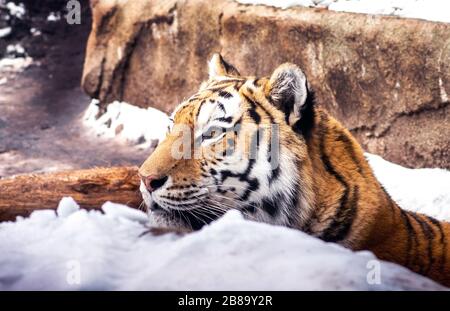 Un grand tigre d'Amour se détend dans une banque de neige pendant les journées d'hiver du zoo Banque D'Images