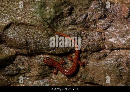 Salamandre cave (Eurycea lucifuga) du comté d'Union, Illinois, États-Unis. Banque D'Images