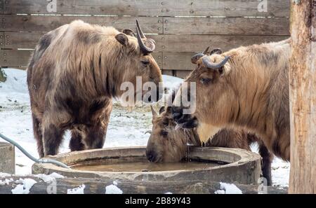 Une famille de sichuan Takin profiter d'un réservoir d'eau douce pendant une journée d'hivers frais Banque D'Images