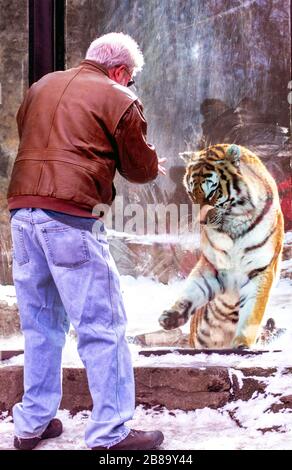 Un grand tigre d'Amour de chat semble vouloir jouer avec un homme senior qui visite le zoo en hiver Banque D'Images