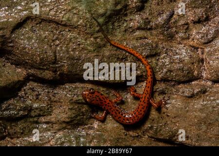 Salamandre cave (Eurycea lucifuga) du comté d'Union, Illinois, États-Unis. Banque D'Images