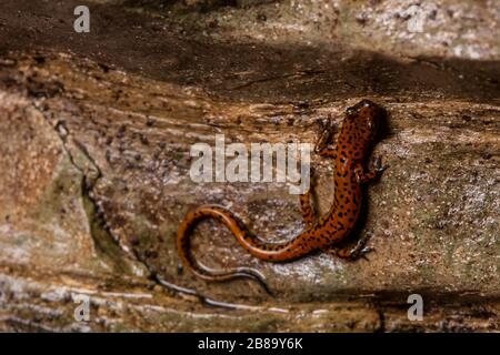 Salamandre cave (Eurycea lucifuga) du comté d'Union, Illinois, États-Unis. Banque D'Images