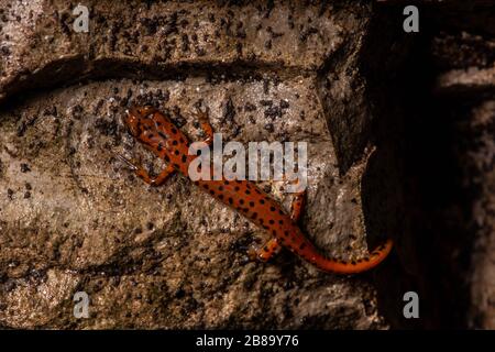 Salamandre cave (Eurycea lucifuga) du comté d'Union, Illinois, États-Unis. Banque D'Images