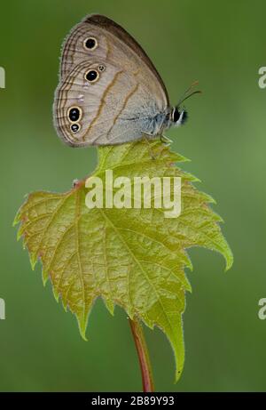 Little Wood Satyr Butterfly (Megisto cymela), perché sur une nouvelle feuille, E USA, par Skip Moody/Dembinsky photo Assoc Banque D'Images